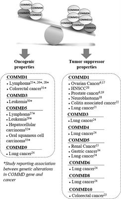 Does Subtelomeric Position of COMMD5 Influence Cancer Progression?